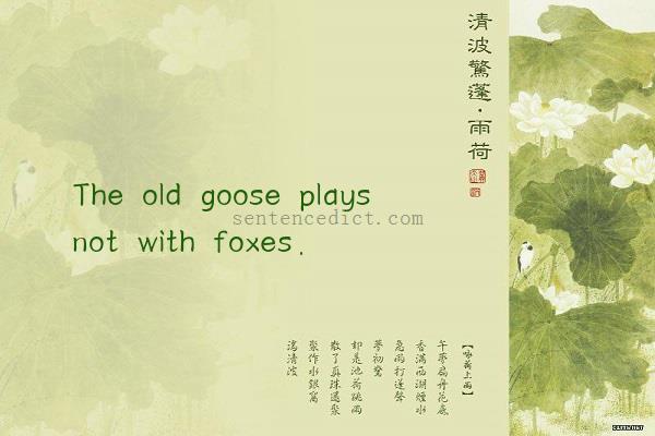Good sentence's beautiful picture_The old goose plays not with foxes.