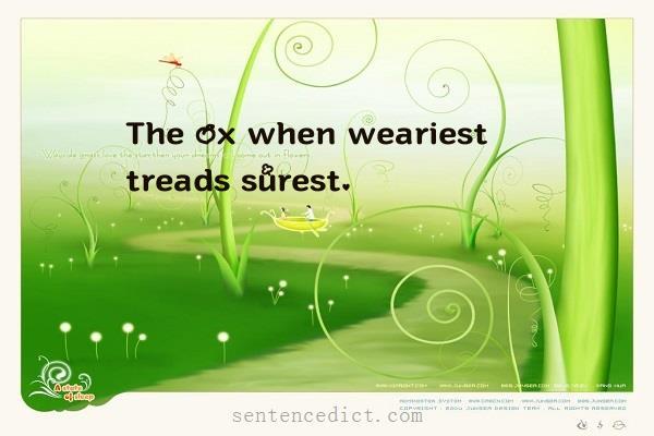 Good sentence's beautiful picture_The ox when weariest treads surest.