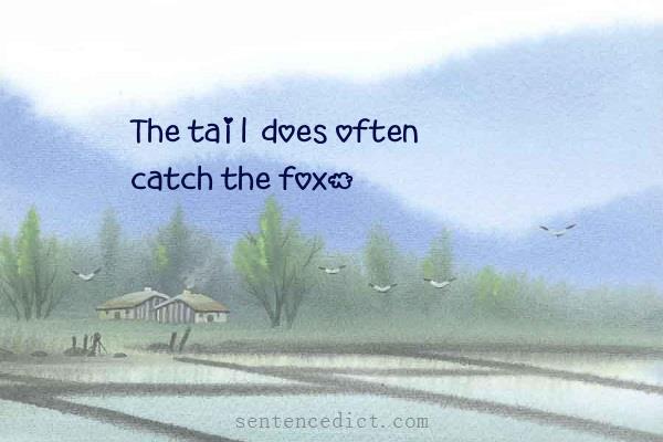 Good sentence's beautiful picture_The tail does often catch the fox.