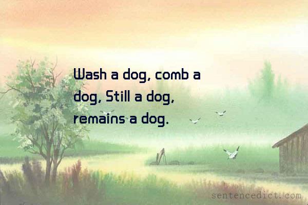 Good sentence's beautiful picture_Wash a dog, comb a dog, Still a dog, remains a dog.