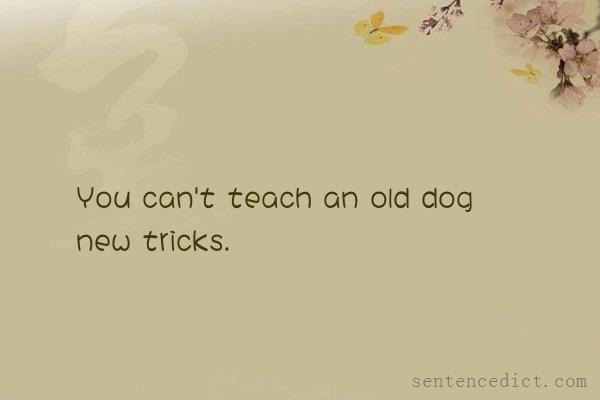 Good sentence's beautiful picture_You can't teach an old dog new tricks.