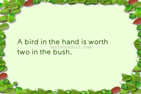 Good sentence's beautiful picture_A bird in the hand is worth two in the bush.