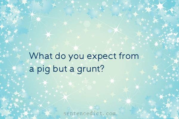 Good sentence's beautiful picture_What do you expect from a pig but a grunt?