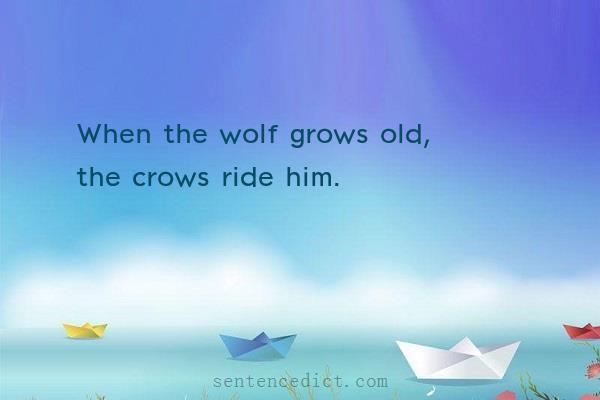 Good sentence's beautiful picture_When the wolf grows old, the crows ride him.