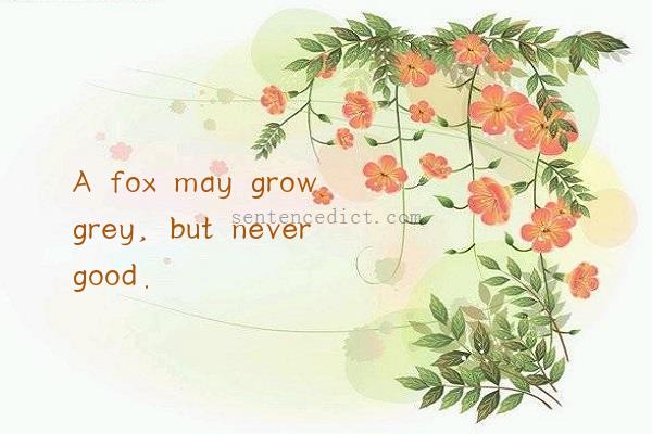 Good sentence's beautiful picture_A fox may grow grey, but never good.