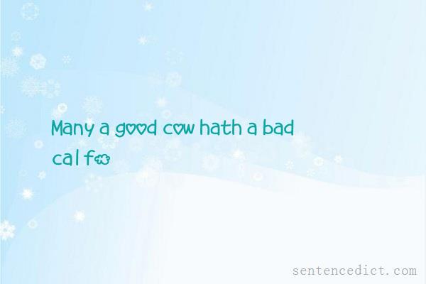 Good sentence's beautiful picture_Many a good cow hath a bad calf.