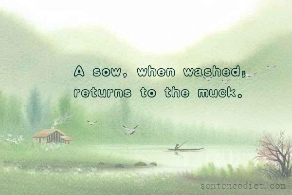 Good sentence's beautiful picture_A sow, when washed; returns to the muck.