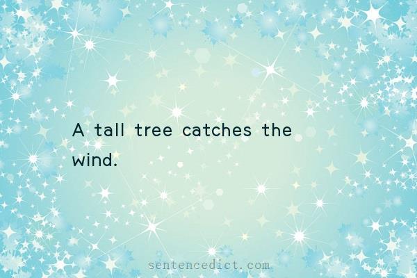 Good sentence's beautiful picture_A tall tree catches the wind.