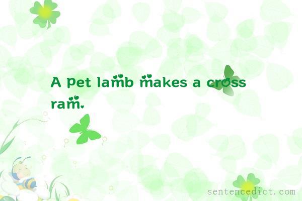 Good sentence's beautiful picture_A pet lamb makes a cross ram.