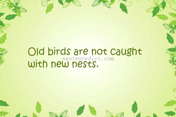 Good sentence's beautiful picture_Old birds are not caught with new nests.
