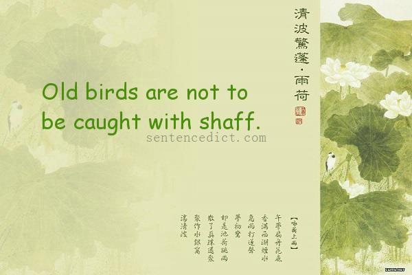 Good sentence's beautiful picture_Old birds are not to be caught with shaff.