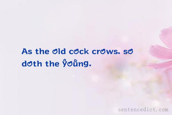 Good sentence's beautiful picture_As the old cock crows, so doth the young.