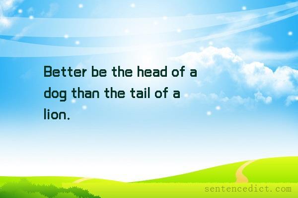 Good sentence's beautiful picture_Better be the head of a dog than the tail of a lion.