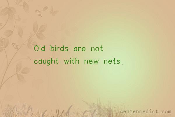 Good sentence's beautiful picture_Old birds are not caught with new nets.