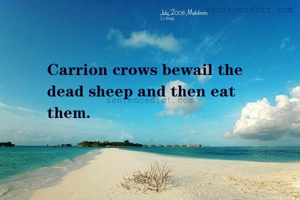Good sentence's beautiful picture_Carrion crows bewail the dead sheep and then eat them.