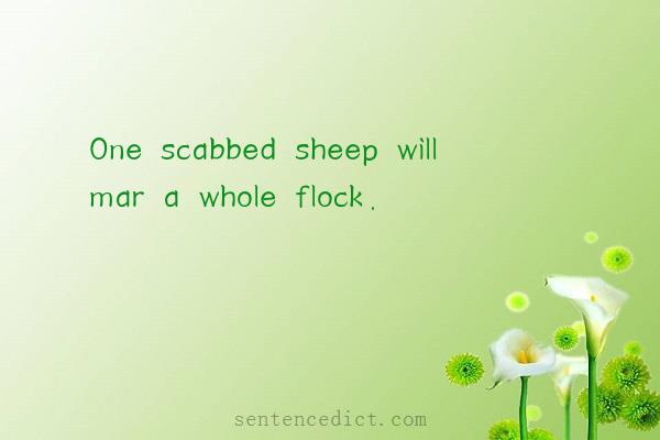 Good sentence's beautiful picture_One scabbed sheep will mar a whole flock.