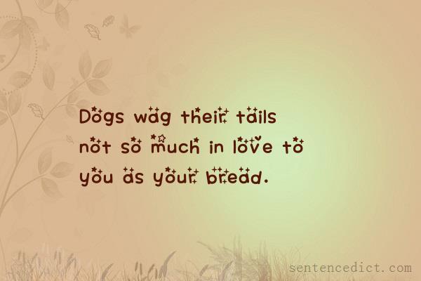 Good sentence's beautiful picture_Dogs wag their tails not so much in love to you as your bread.
