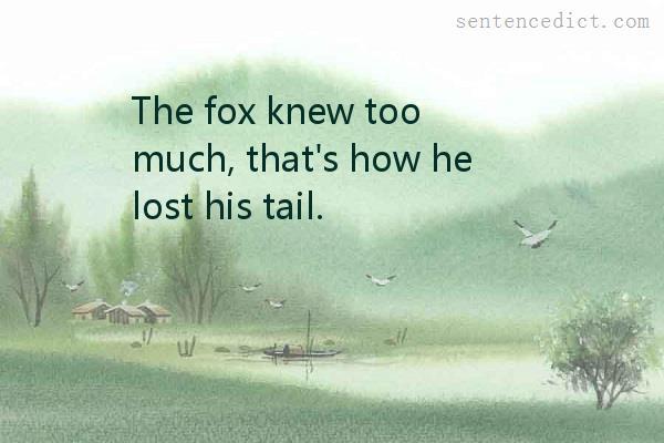 Good sentence's beautiful picture_The fox knew too much, that's how he lost his tail.