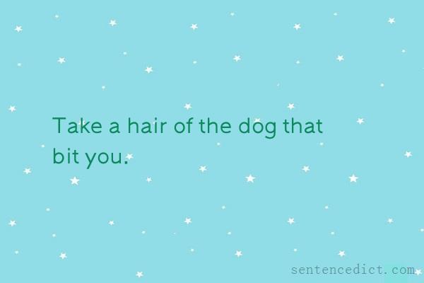 Good sentence's beautiful picture_Take a hair of the dog that bit you.