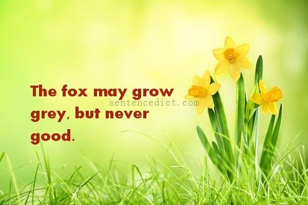 Good sentence's beautiful picture_The fox may grow grey, but never good.