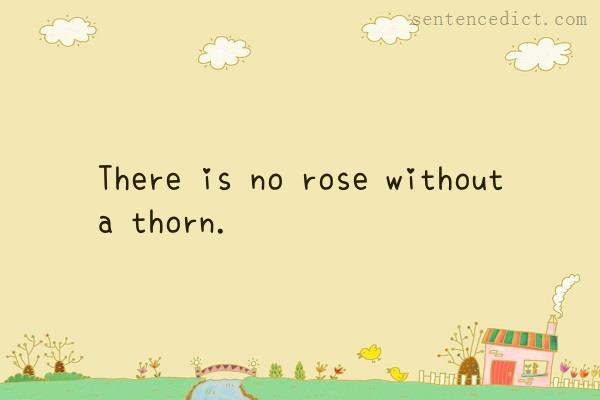 Good sentence's beautiful picture_There is no rose without a thorn.