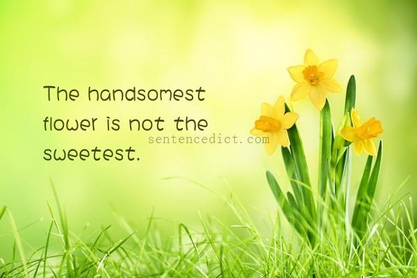 Good sentence's beautiful picture_The handsomest flower is not the sweetest.